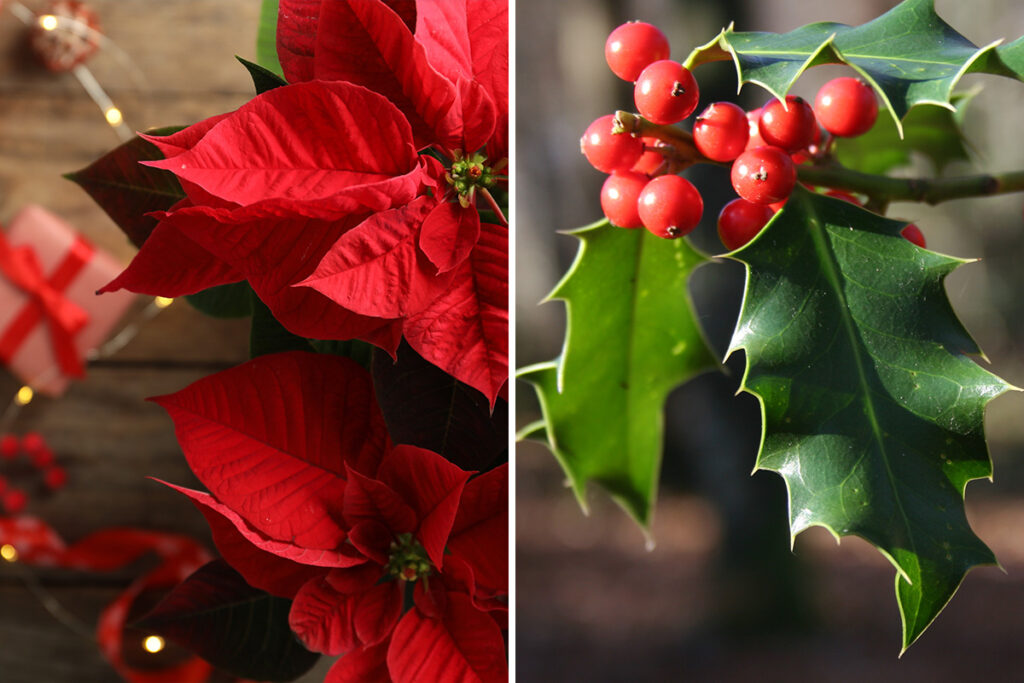 dec birth flowers Poinsettia and Holly