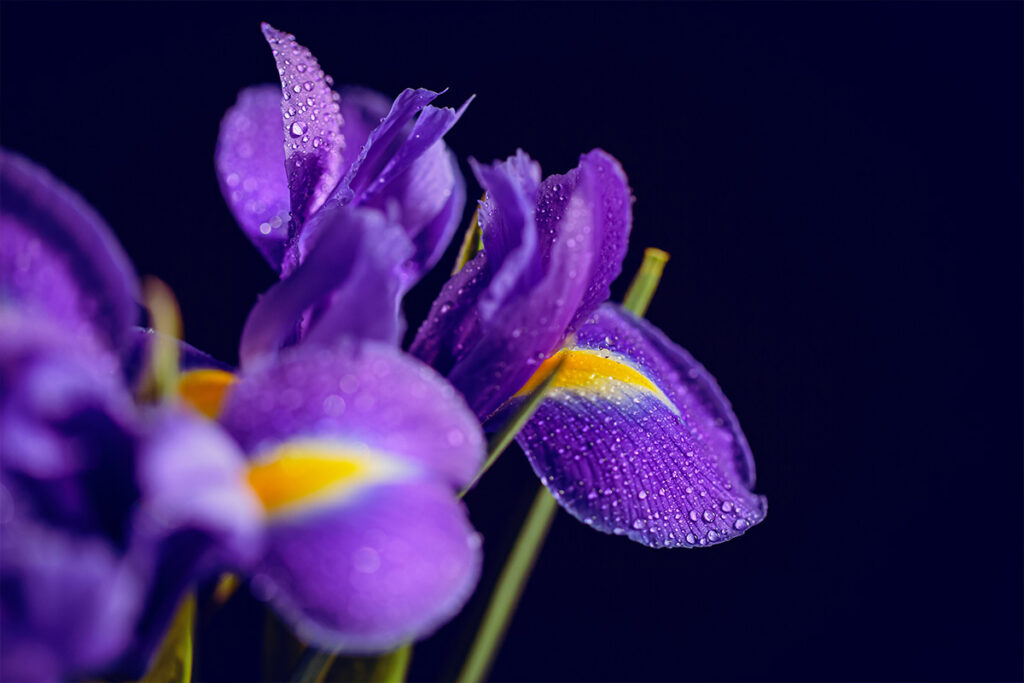 feb birth month flower iris