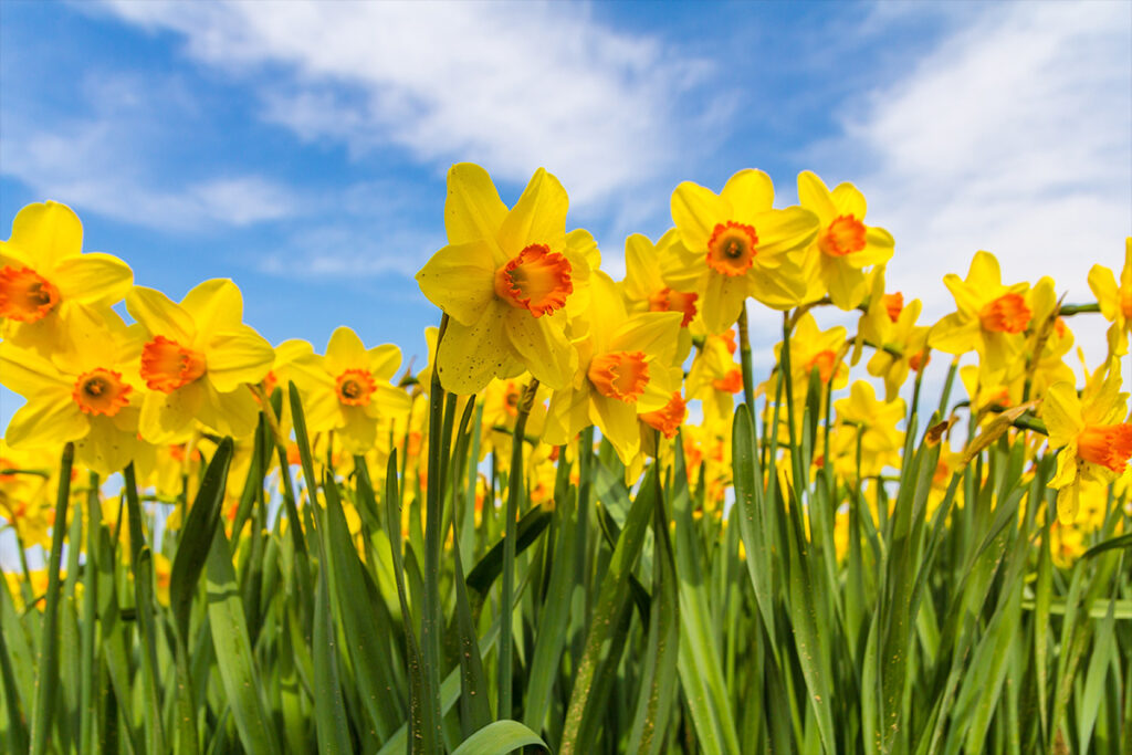march birth flower daffodil
