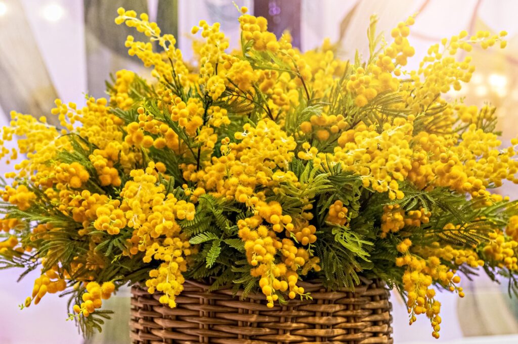 bouquet of mimosa flowers