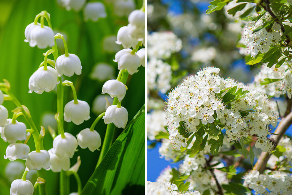 may birth flowers lily of the valley Hawthorn