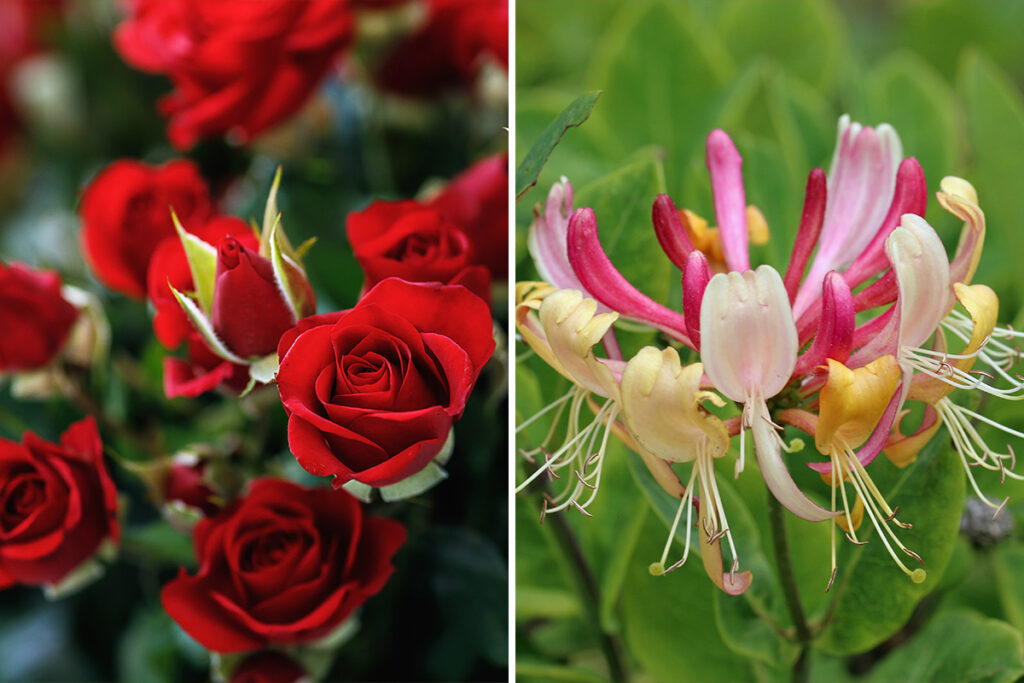 jun birth month flowers rose Honeysuckle