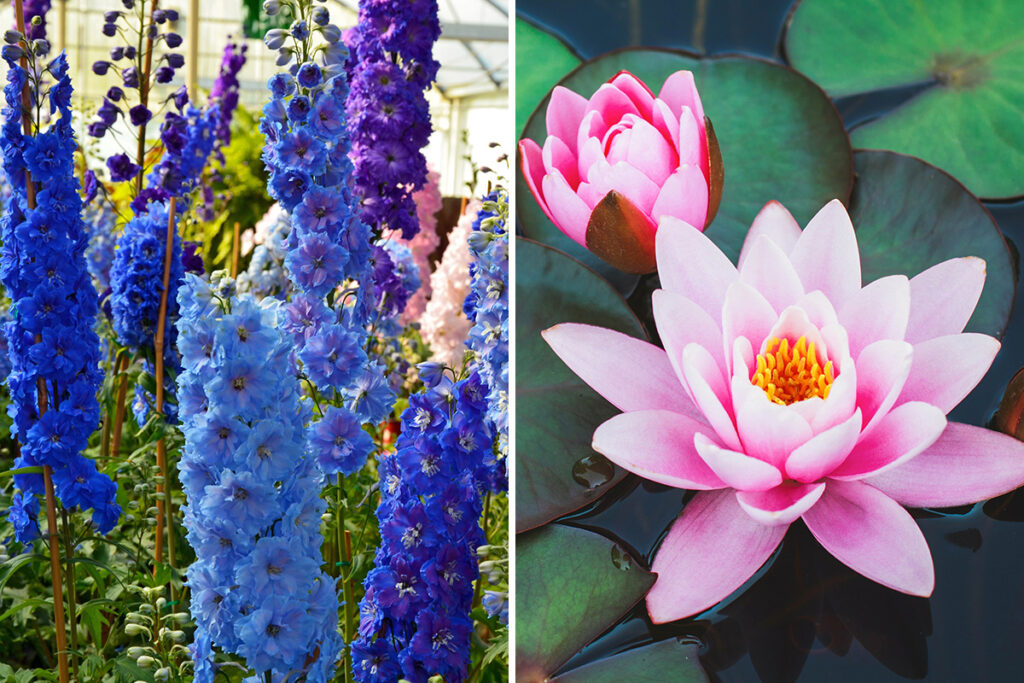 jul birth flowers Delphinium Water Lily