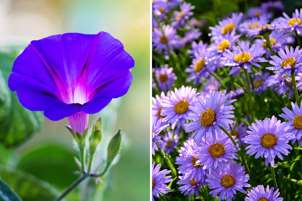 sep birth flowers Morning Glory Aster