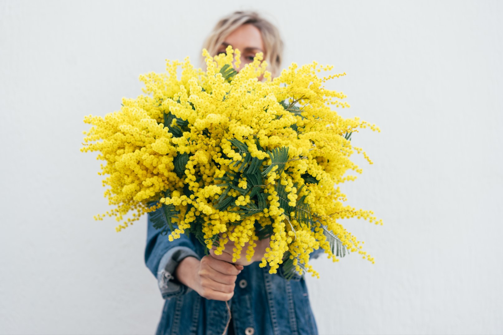 woman holding mimosa flowers