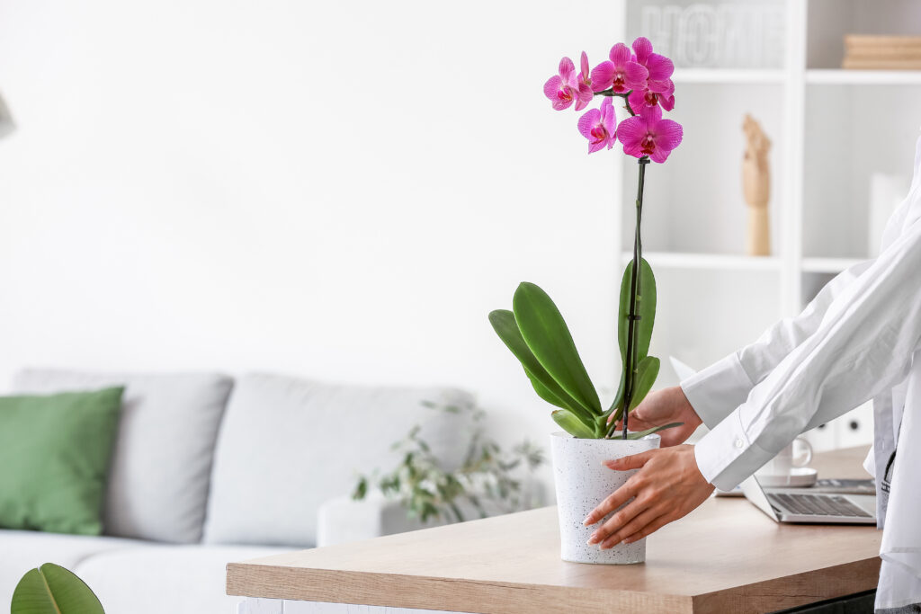 orchid plant in living room