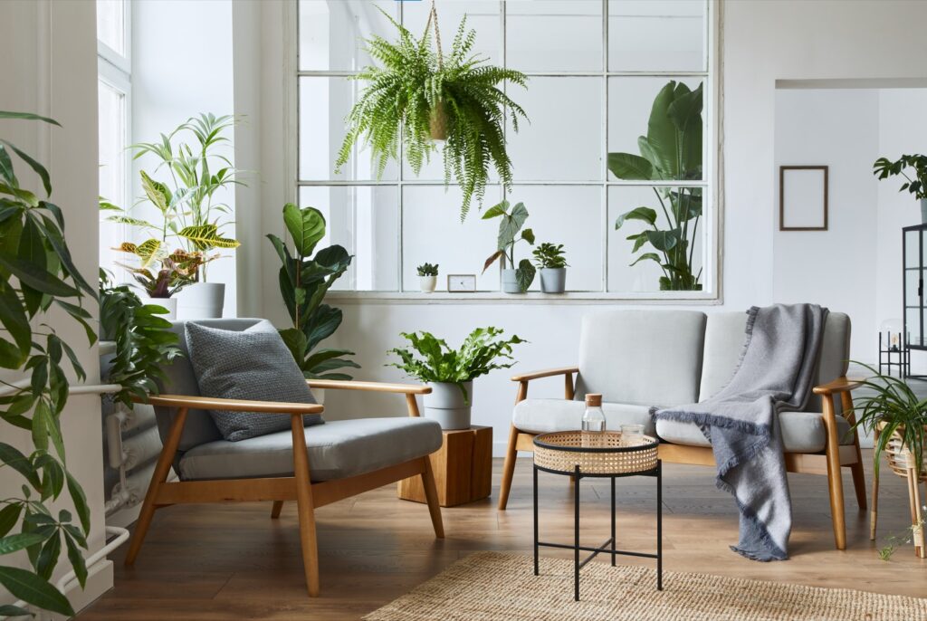 plants in living room