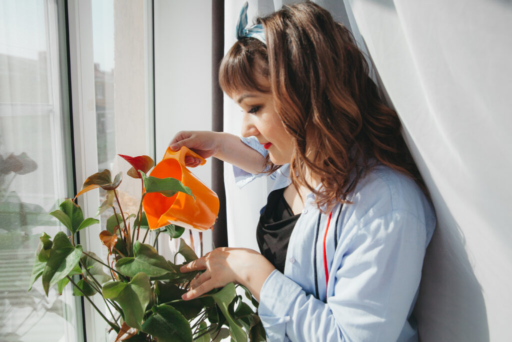 watering anthurium plant