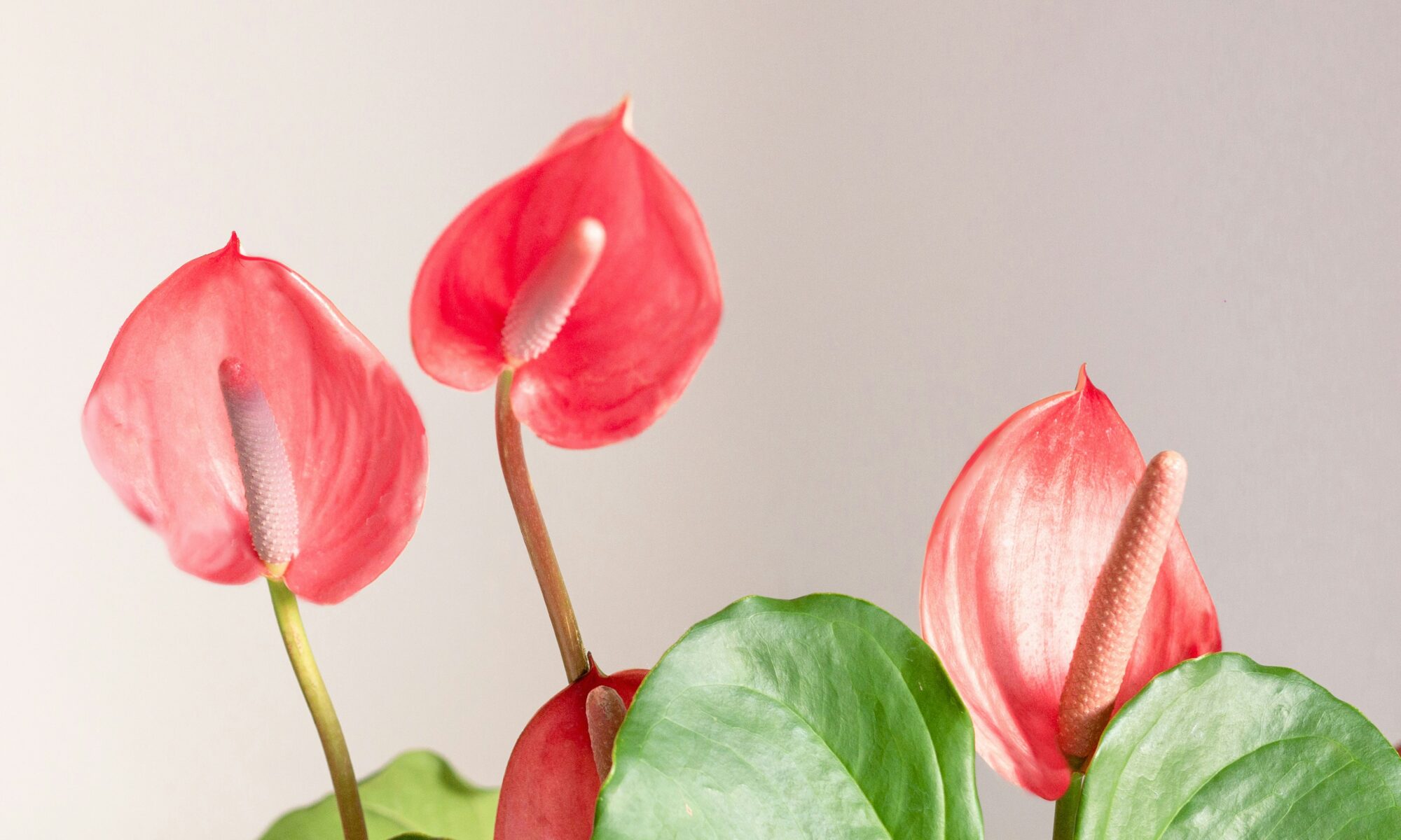 anthurium plant