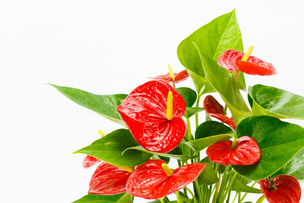 anthurium plant