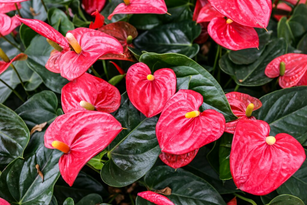 beautiful red anthurium