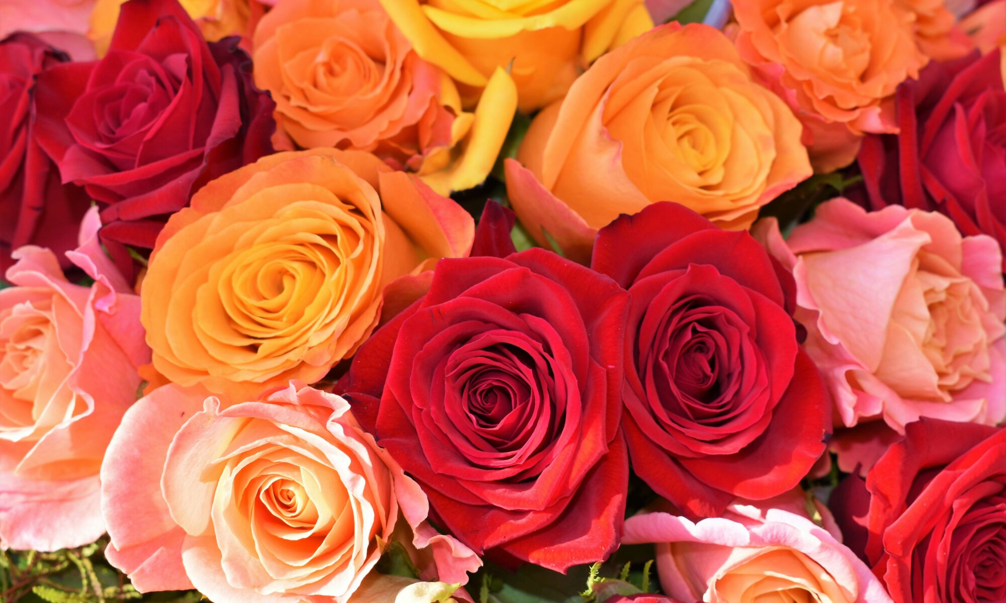 roses