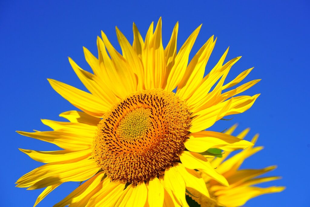 Sunflowers That Shine with Happiness