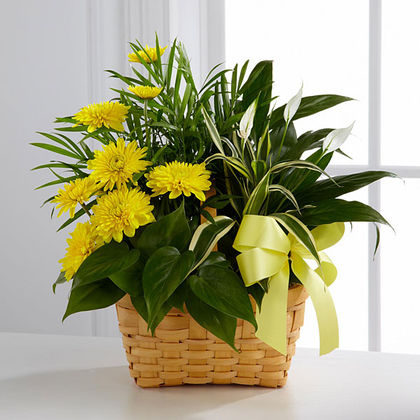 The FTD Loving Light Dishgarden