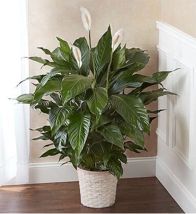 The Spathiphyllum Plant