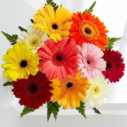 Colorful World Gerbera Daisy