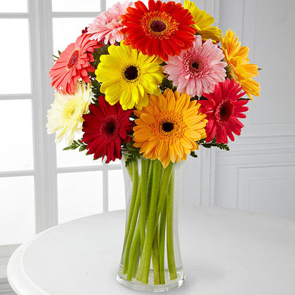 Colorful World Gerbera Daisy