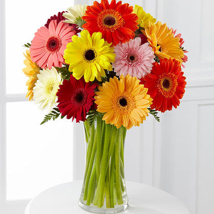 Colorful World Gerbera Daisy