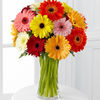 15 Daisies- Vase Included