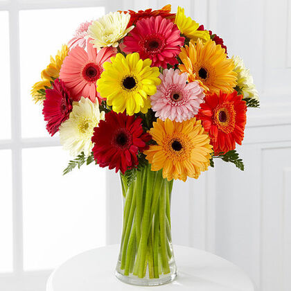 Colorful World Gerbera Daisy
