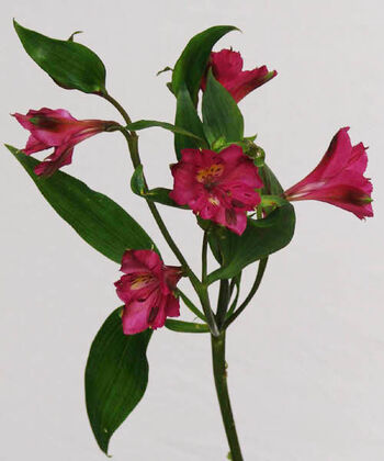 Pick Me Up Rainbow Alstroemeria Bouquet