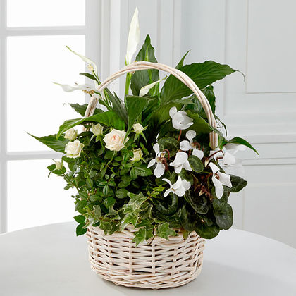 Perfect Peace Dish Garden