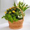 12-inch basket with 4-inch mini rose, mini calla, ivy and campanula