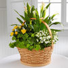 12-inch basket with 6-inch mini rose, mini calla, ivy and campanula