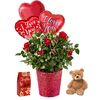 Mini Rose Plant With 3 Balloons, Chocolate and Plush Animal