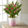 Calla Lily Plant-Color may vary