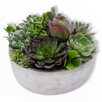 Nothing But Succulent Garden