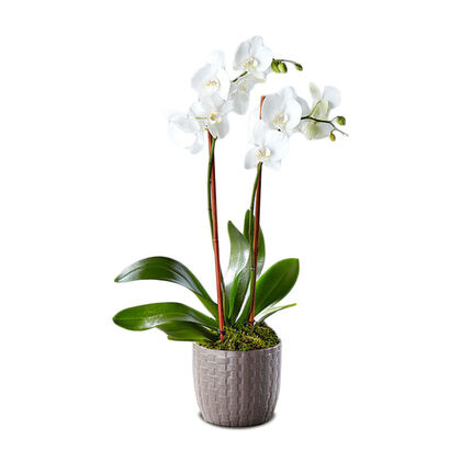 Serenity Phalaenopsis Orchid