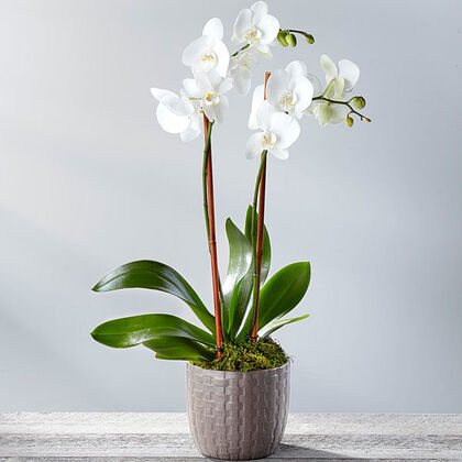 Serenity Phalaenopsis Orchid