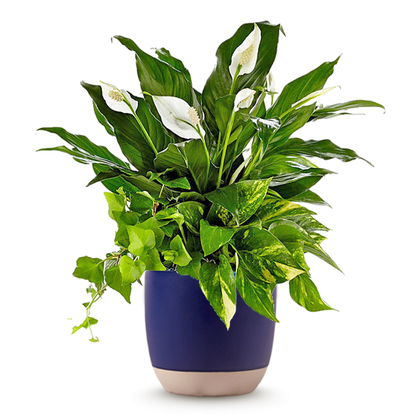 Peaceful Dish Garden- Blue & White