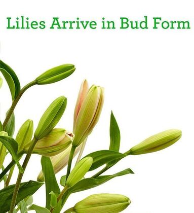 Color Your Day With Beauty Bouquet - FTD