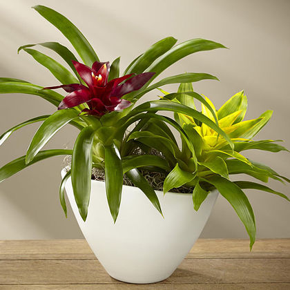 The Ftd Sunfire Bromeliad Dish Garden By Better Homes And Gardens