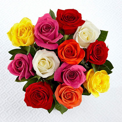 mix color dozen roses sale