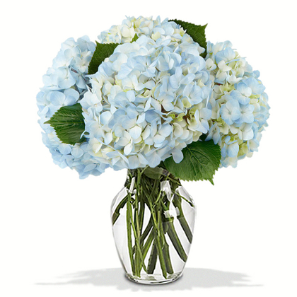 Joyful Blue Hydrangeas Bouquet