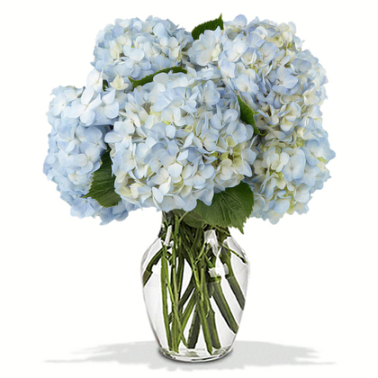 Joyful Blue Hydrangeas Bouquet
