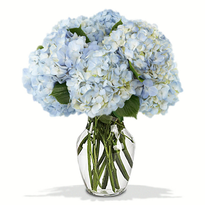 Joyful Blue Hydrangeas Bouquet