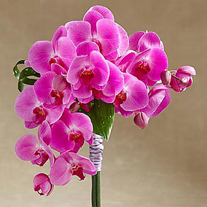 The FTD Glorious Bouquet
