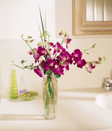 Just Orchids