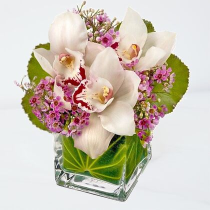 Lovely Orchids
