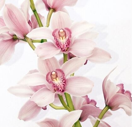 Teleflora Zensational Cymbidium Orchid