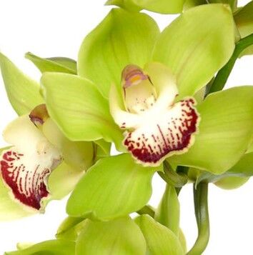 Teleflora Zensational Cymbidium Orchid