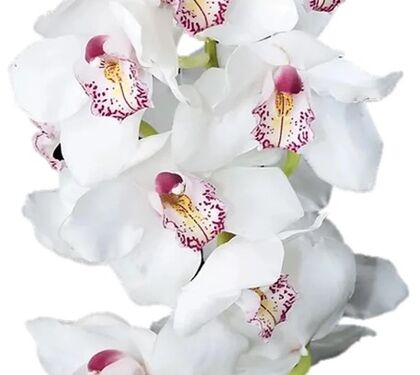 Teleflora Zensational Cymbidium Orchid