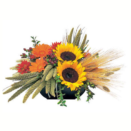 Sunflower Harvest