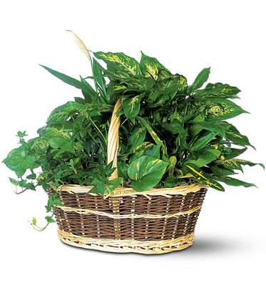 Basket Garden