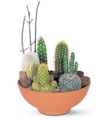 Cactus Plants