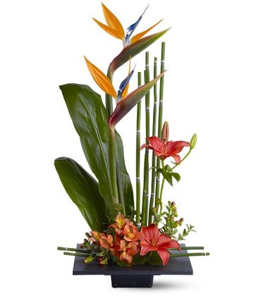 Birds of Paradise